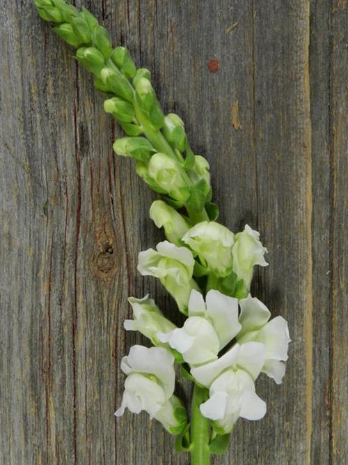 WHITE SNAPDRAGONS